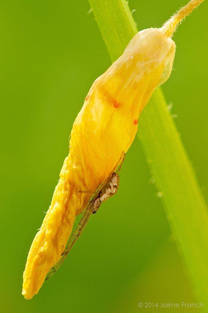 Tetragnatha sp., spider, araña, Baleares, flor, Formentera, long jawed spider, long-jawed orb weaver, macro, Tetragnathidae