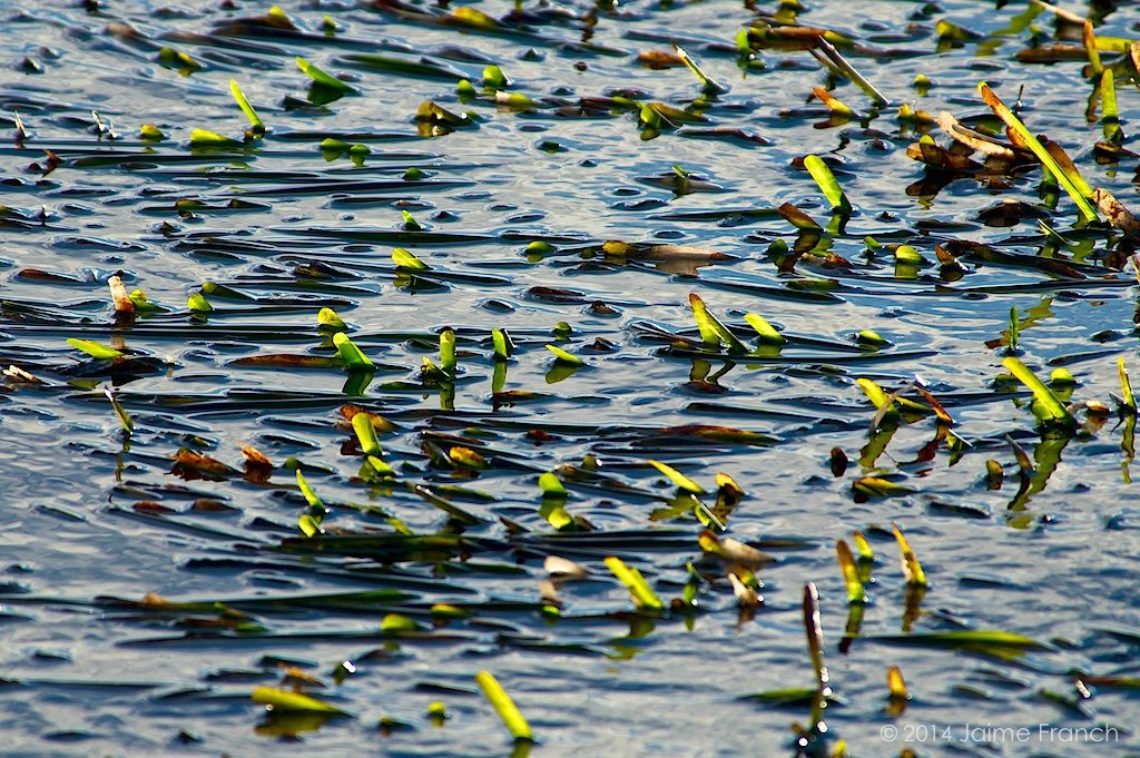 Posidonia oceanic, abstract, abstracto, Baleares, Formentera, mediterranean sea, mediterranean tapeweed, Mediterráneo, neptune grass, posidonia, seagrass, superficie, water surface, wildlife