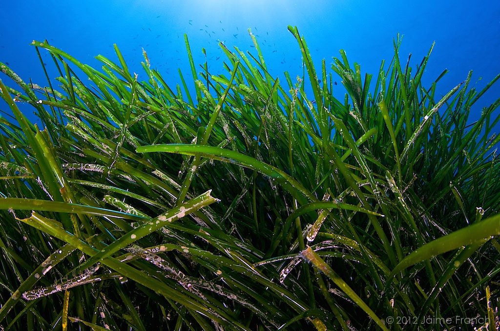 Posidonia oceanica, seagrass, Neptune grass, Mediterranean tapeweed, Baleares, buceo, diving, Es Banc, Formentera, submarina, underwater, vida salvaje, wildlife