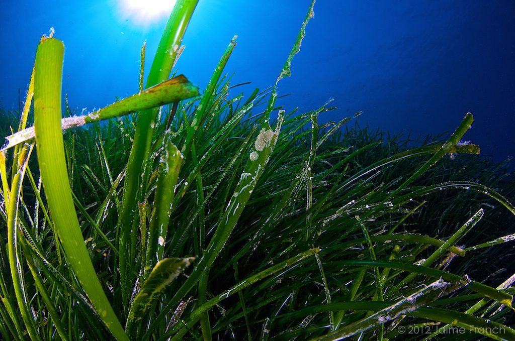 Posidonia oceanica, seagrass, Neptune grass, Mediterranean tapeweed, Baleares, buceo, diving, Es Banc, Formentera, submarina, underwater, vida salvaje, wildlife