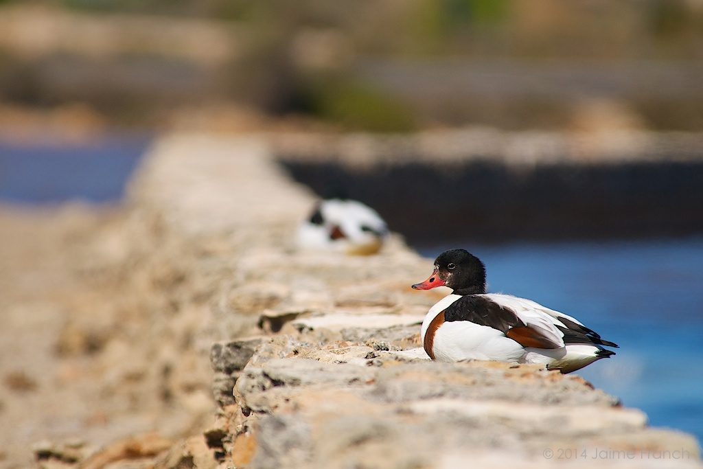 Tadorna tadorna, Anatidae, Baleares, Balearic Islands, common shelduck, Estany Pudent, Formentera, pato, salinas, shelduck, Spain, tarro blanco, wildlife