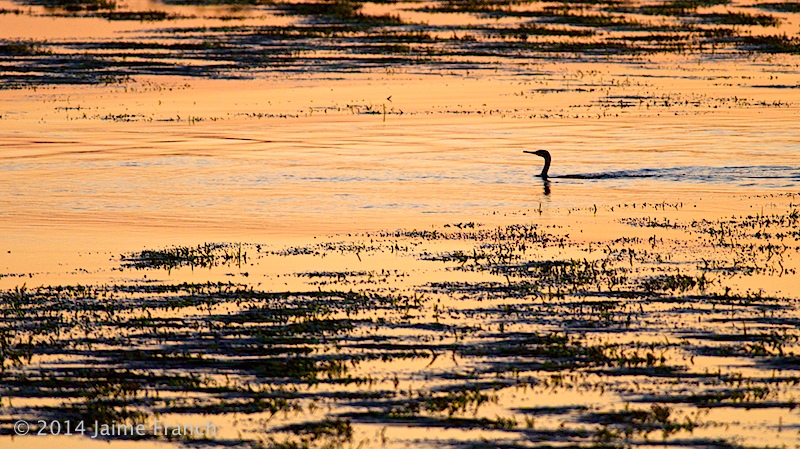 Ejemplar de cormorán moñudo (Phalacrocorax aristotelis) cazando al anochecer entre los canales de posidonia. ----- European shag ("Phalacrocorax aristotelismo") fishing at dawn among the neptune seagrass.  