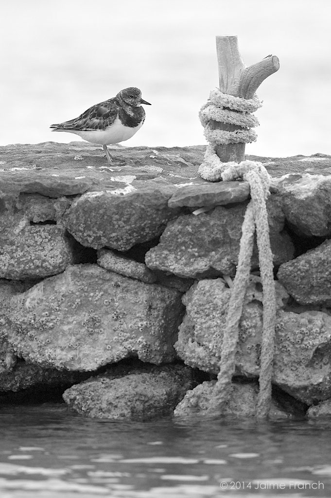 Arenaria interpres, ruddy turnstone, Baleares, Balearic Islands, Estany des Peix, Formentera, Scolopacidae, vuelvepiedras, wading bird, wader