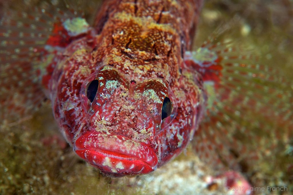 Gobius cruentatus, red-mouthed goby, Baleares, buceo, diving, fauna, Formentera, gobio, goby, gobio de boca roja, gobius, submarina, underwater, macro, vida salvaje, wildlife