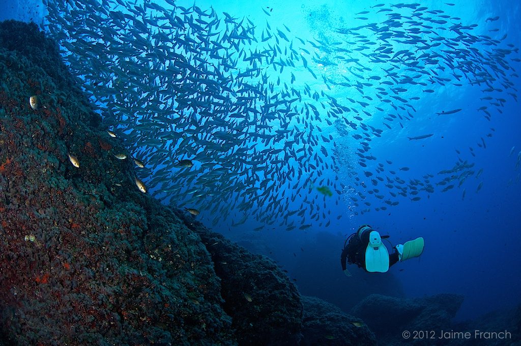 Sarpa salpa, fish school, Baleares, banco de peces, buceadora, buceo, Dado, diving, Ibiza, salpas, salema