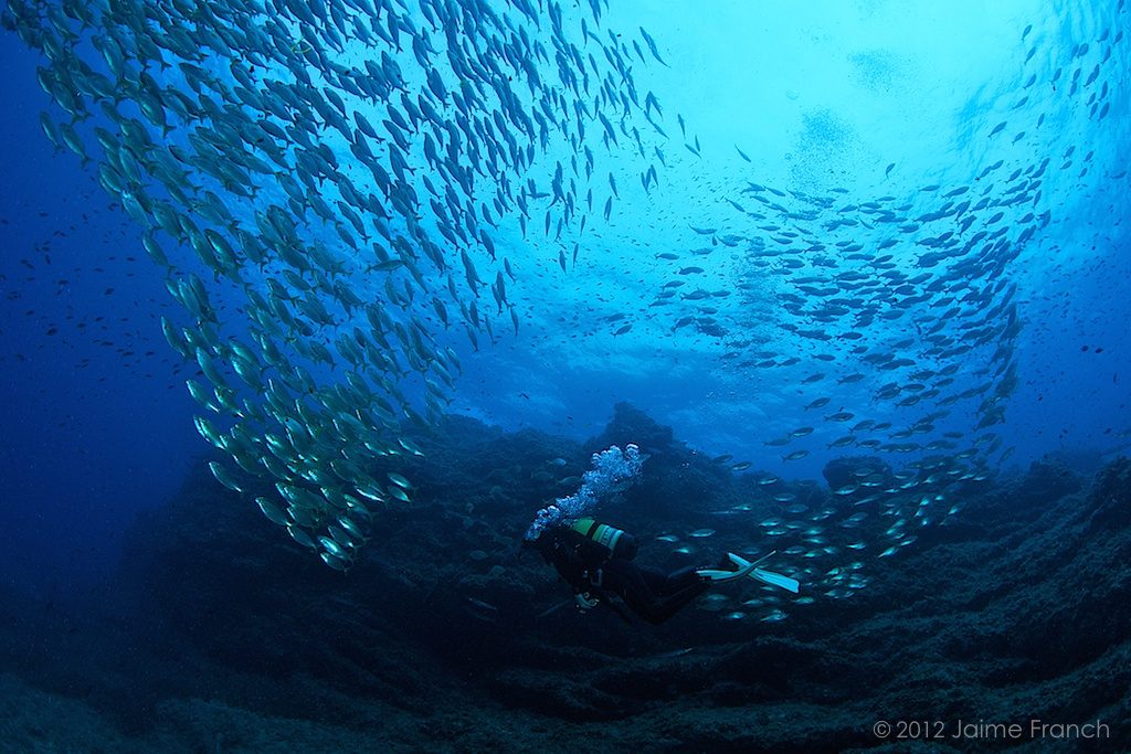 Sarpa salpa, fish school, Baleares, banco de peces, buceadora, buceo, Dado, diving, Ibiza, salpas, salema