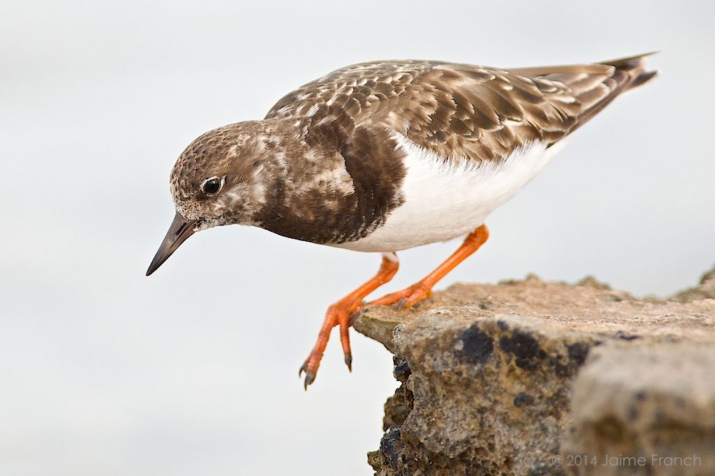 Arenaria interpres, Baleares, Balearic Islands, Estany des Peix, Formentera, ruddy turnstone, Scolopacidae, vuelvepiedras, wading bird