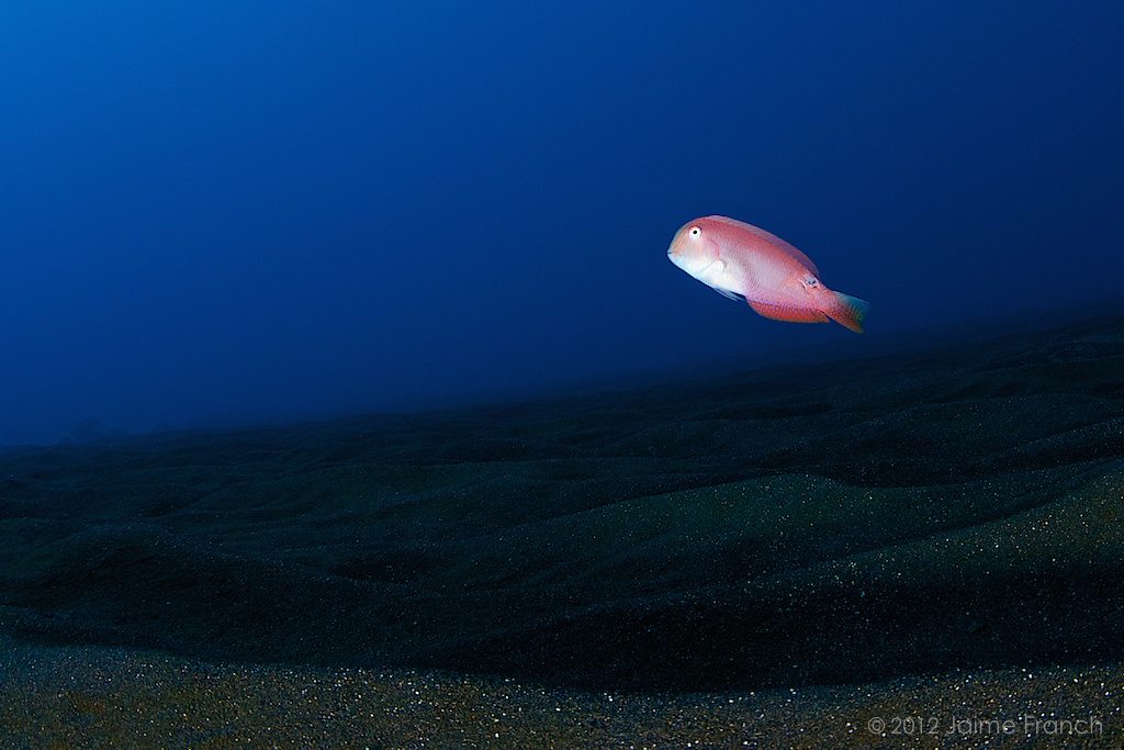 Xyrichtys novacula, pearly razorfish, Atlántico, buceo, Canarias, diving, El Desierto, El Hierro, fauna, raor, submarina, underwater, vida salvaje, wildlife