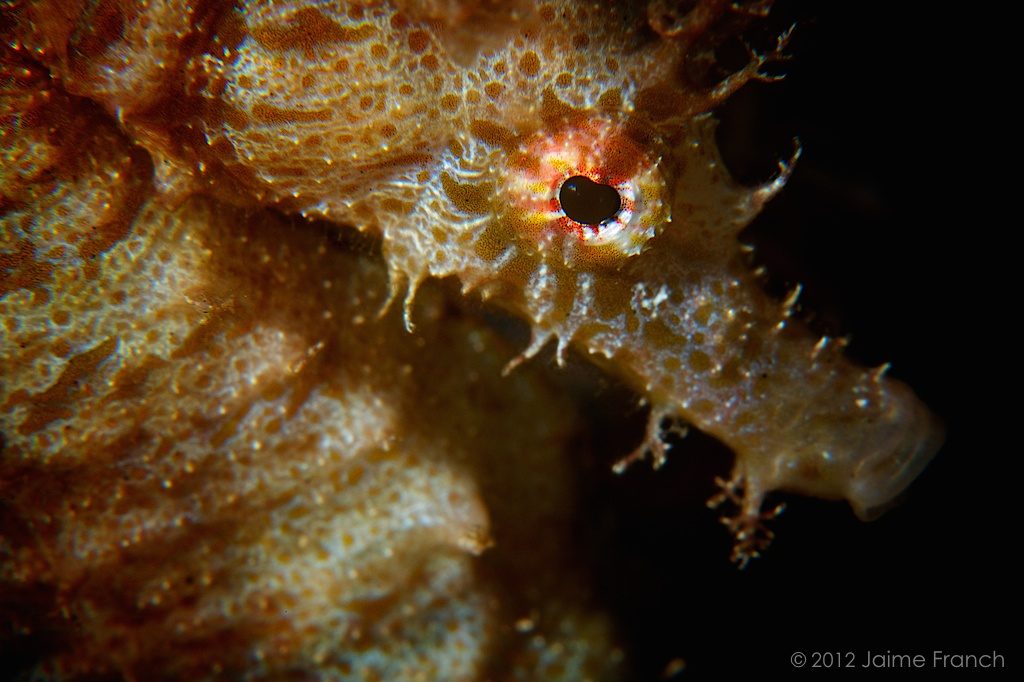 Hippocampus hippocampus, short-snouted seahorse, caballito de mar, Atlántico, buceo, Canarias, diving, El Hierro, underwater, macro