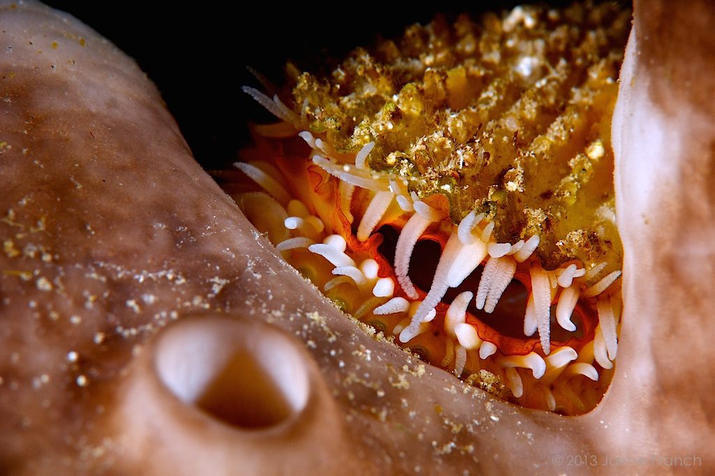 almeja, spiny fileclam, Baleares, buceo, diving, Formentera, Lima lima, Mediterráneo, peinecillo de costillas, Punta Gavina, submarina, underwater, vida salvaje, wildlife