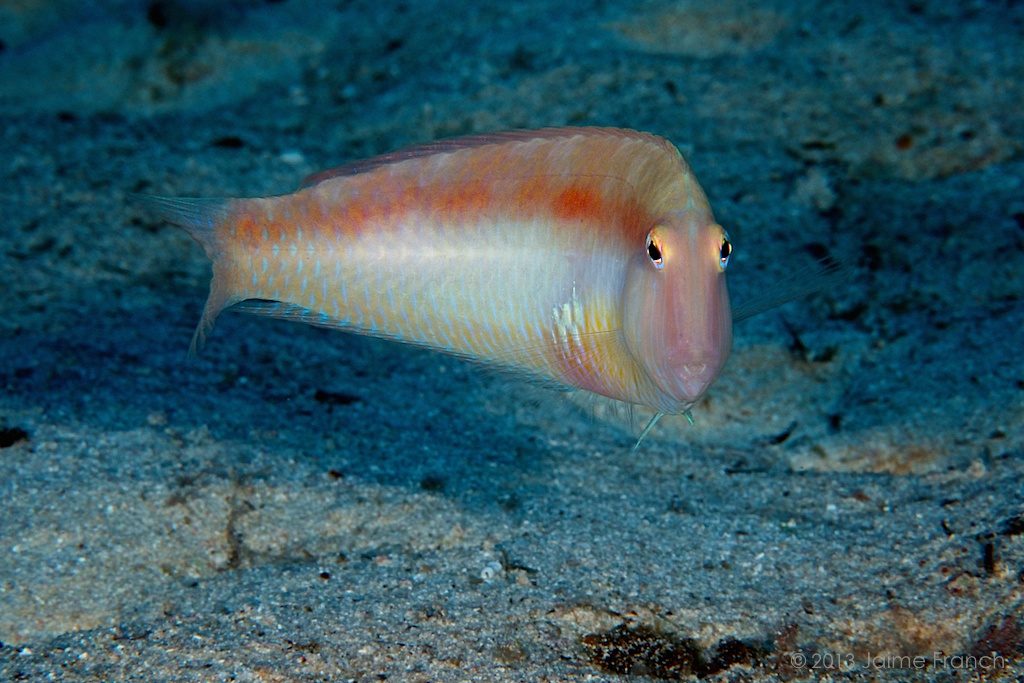 Xyrichtys novacula, Baleares, buceo, diving, Es Banc, Formentera, Mediterranean sea, Mediterráneo, pearly razorfish, raor, submarina, underwater, vida salvaje, wildlife