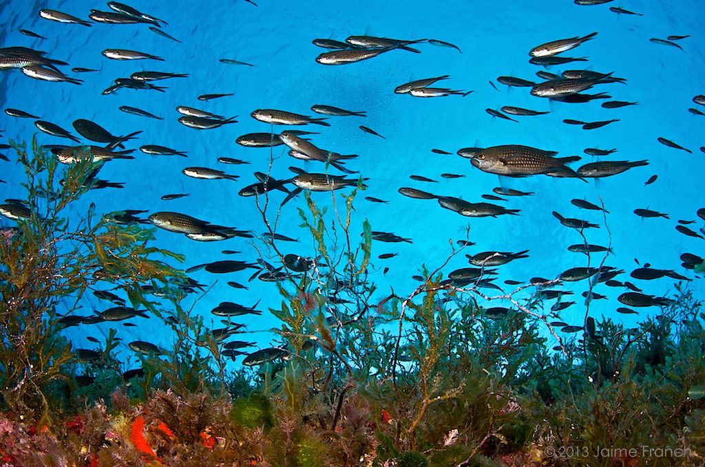 Chromis chromis, damselfish, fish school, Baleares, buceo, castañuela, diving, Es Vedrá, Formentera, Ibiza, Mediterráneo, Mediterranean sea, submarina, underwater, vida salvaje, wildlife