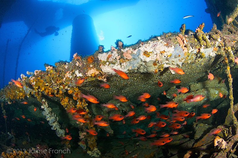 Apogon imberbis at La Plataforma, Formentera (Spain)