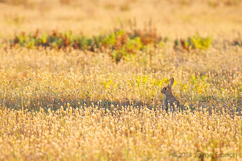 Un conejos común (Oryctolagus cuniculus) se alimenta al amanecer en los bucólicos campos de la isla de Formentera (Baleares).