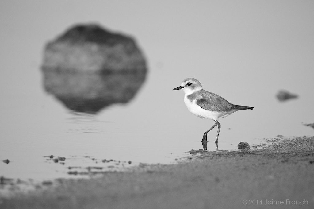 Charadrius alexandrinus, Kentish plover, chorlitejo patinegro, Baleares, Es Estanyets, Estany des Peix, Formentera, salinas, ave