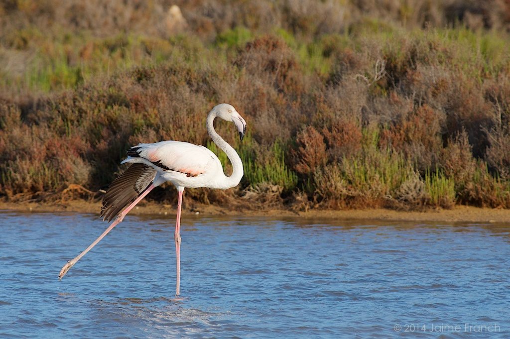 Phoenicopterus roseus, greater flamingo, flamingo, Baleares, Es Estanyets, Estany des Peix, flamenco, flamenco común, Formentera, salinas