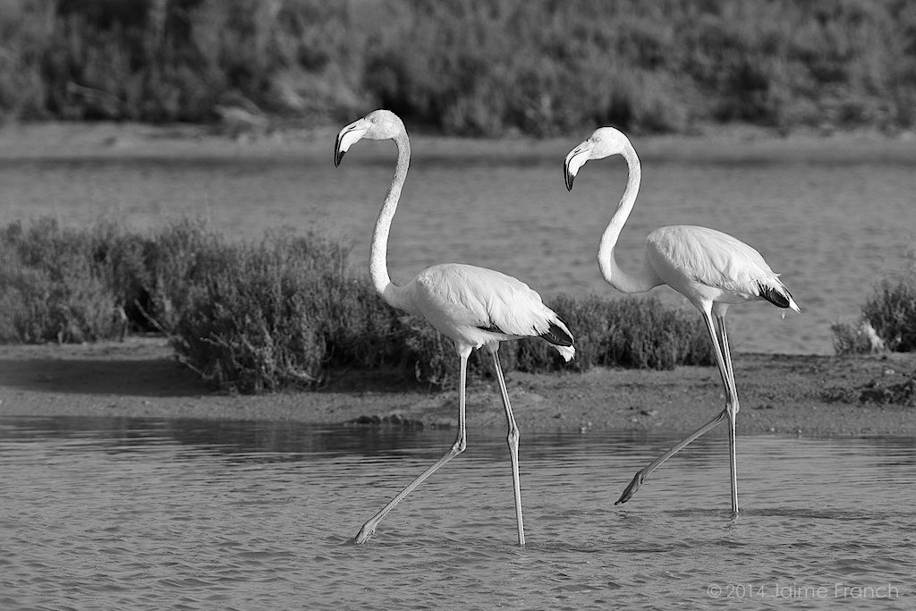 Phoenicopterus roseus, great flamingo, flamingo, Baleares, Es Estanyets, Estany des Peix, flamenco, flamenco común, Formentera, salinas