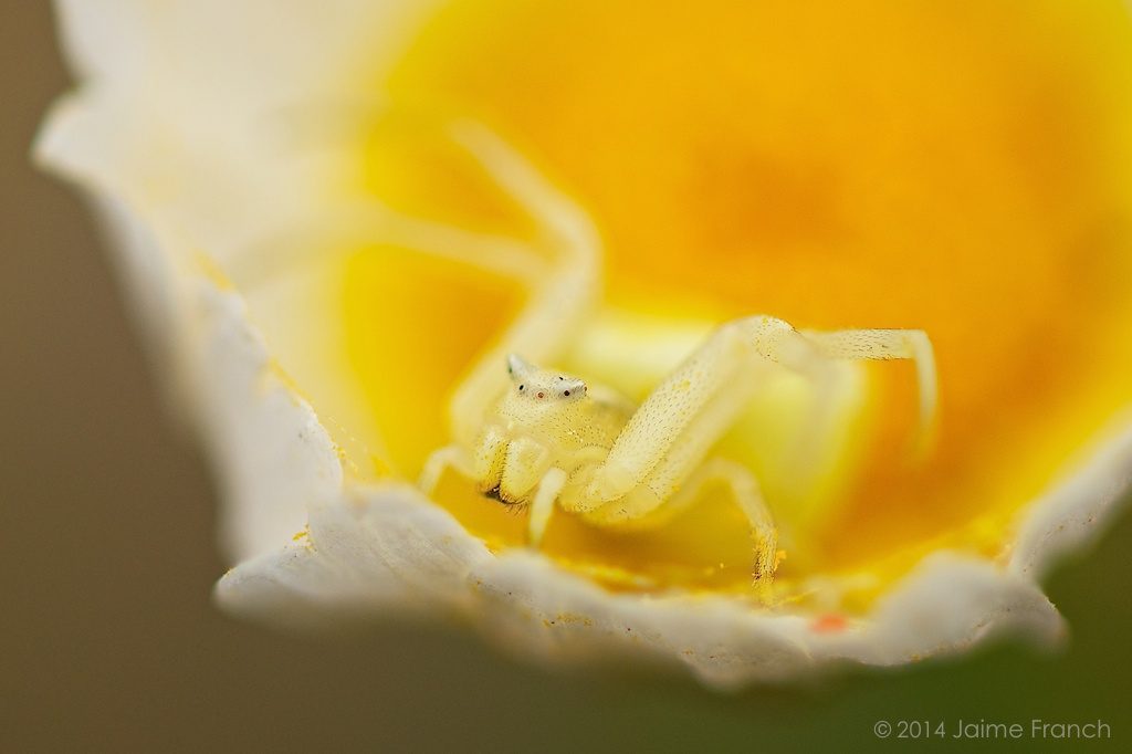 Misumena vatia, goldenrod crab spider, araña, araña cangrejo, Baleares, Balearic Islands, Can Marroig, crab spider, flor, flower spider, Formentera, Pitiusas, Spain, Thomisidae