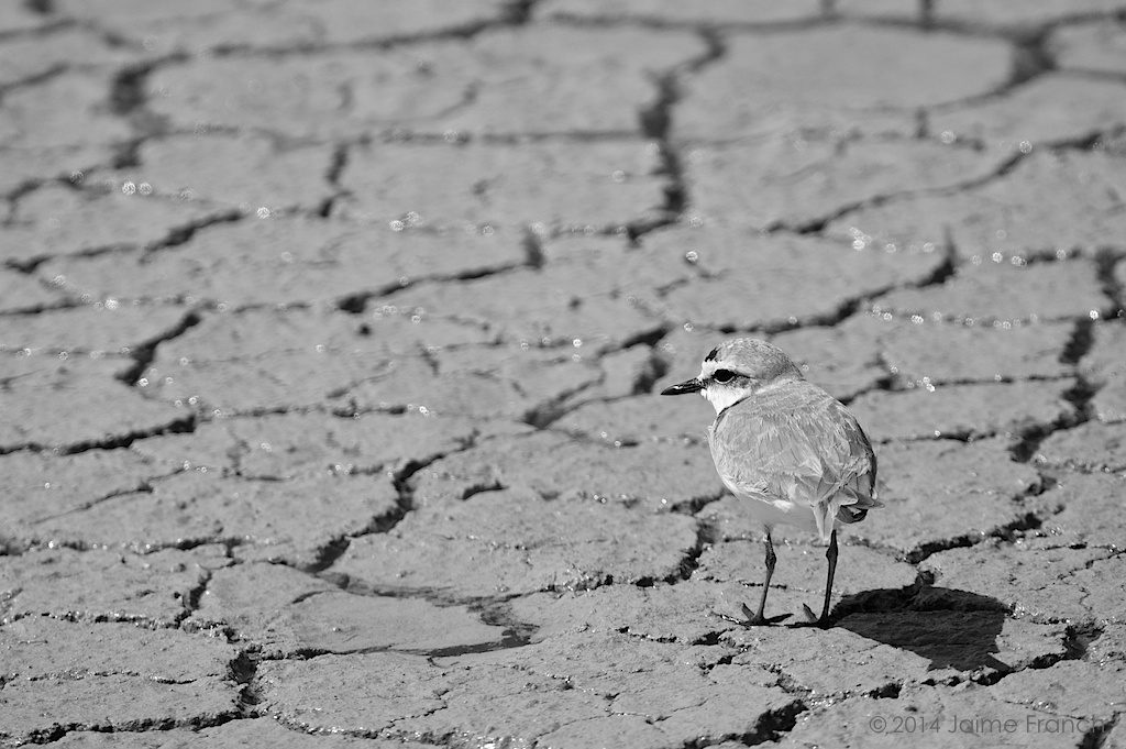 Charadrius alexandrinus, chorlitejo patinegro, Kentish plover, Baleares, Es Estanyets, Estany des Peix, Formentera, salinas