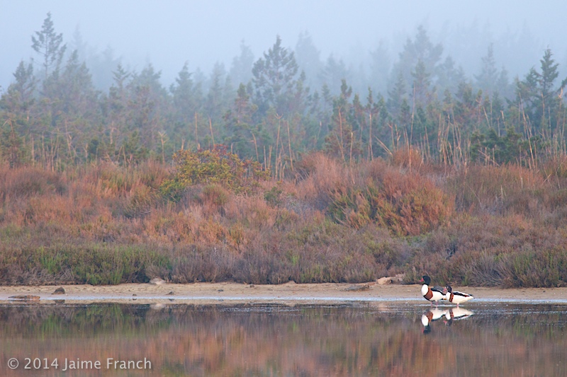 Pareja de tarros blancos (Tadorna adorna) entre la niebla del amanecer.