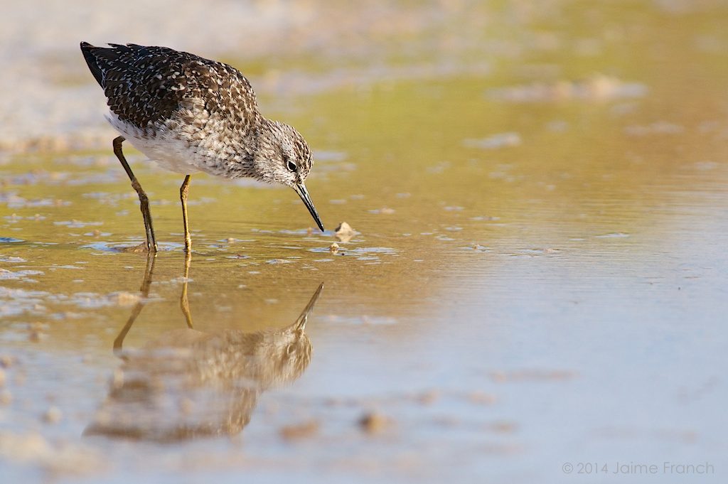 Tringa glareola, wood sandpiper, wader, andarríos bastardo, Baleares, Es Estanyets, Estany des Peix, Formentera, salinas