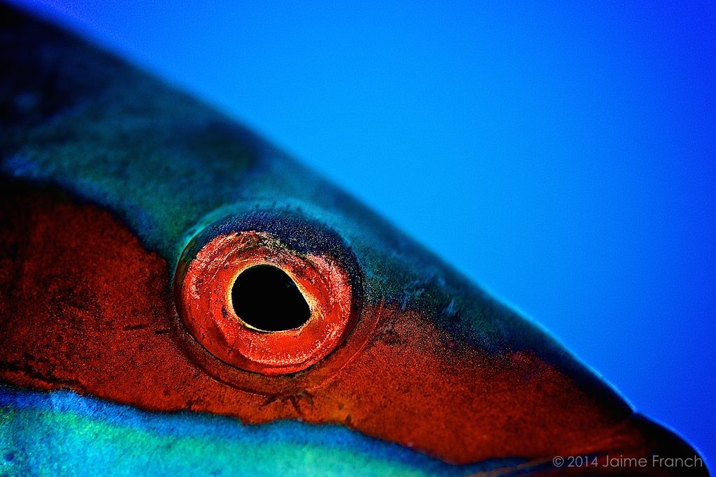 Coris julis, eye, macro, Mediterranean rainbow wrasse, wrasse, diving, Baleares, buceo, Formentera, julia, Mediterráneo, Parque Natural de Ses Salines de Ibiza y Formentera, underwater, macro