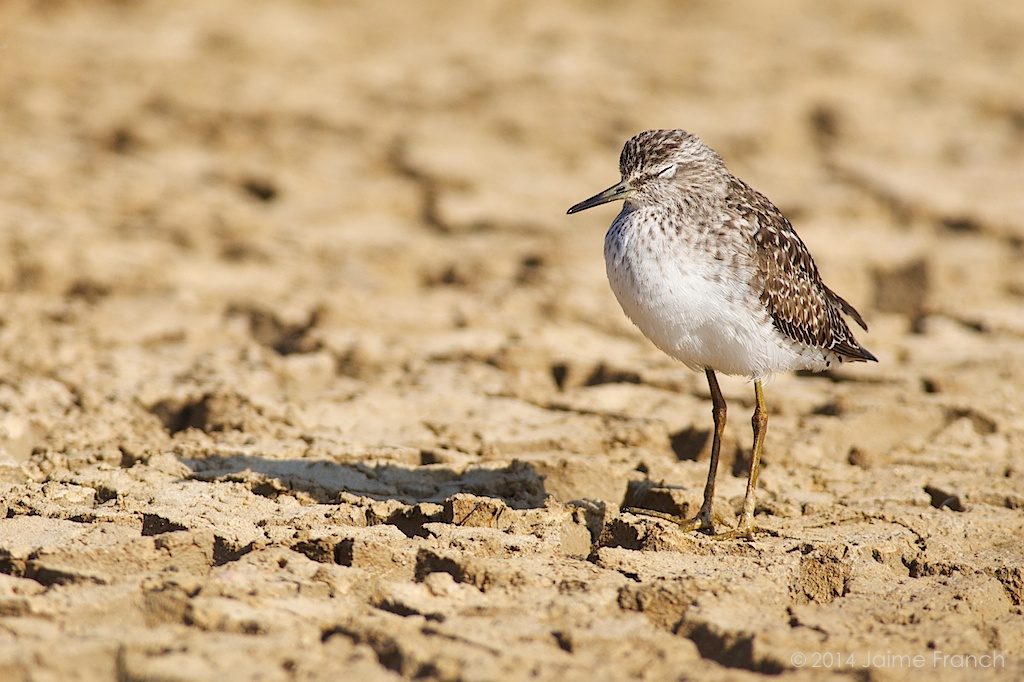 Tringa glareola, wood sandpiper, wader, andarríos bastardo, Baleares, Es Estanyets, Estany des Peix, Formentera, salinas