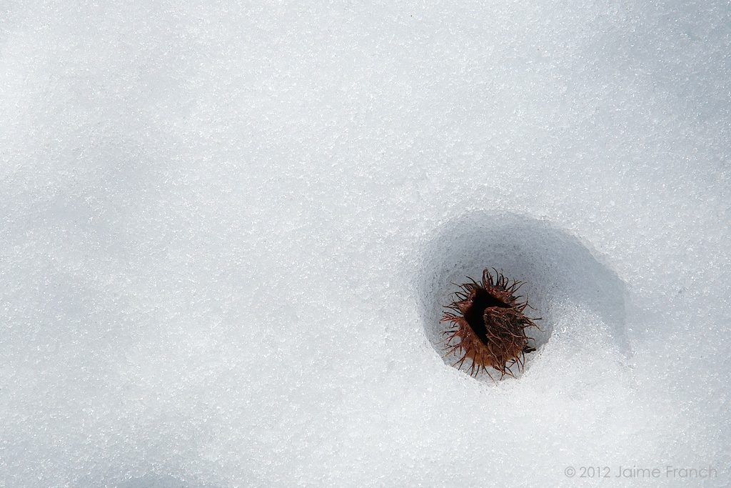 beechnut, winter, snow, Fagus sylvatica, Asturias, flora, Parque Natural de Somiedo, Reserva de la Bioesfera, Somiedo, Valle del Lago