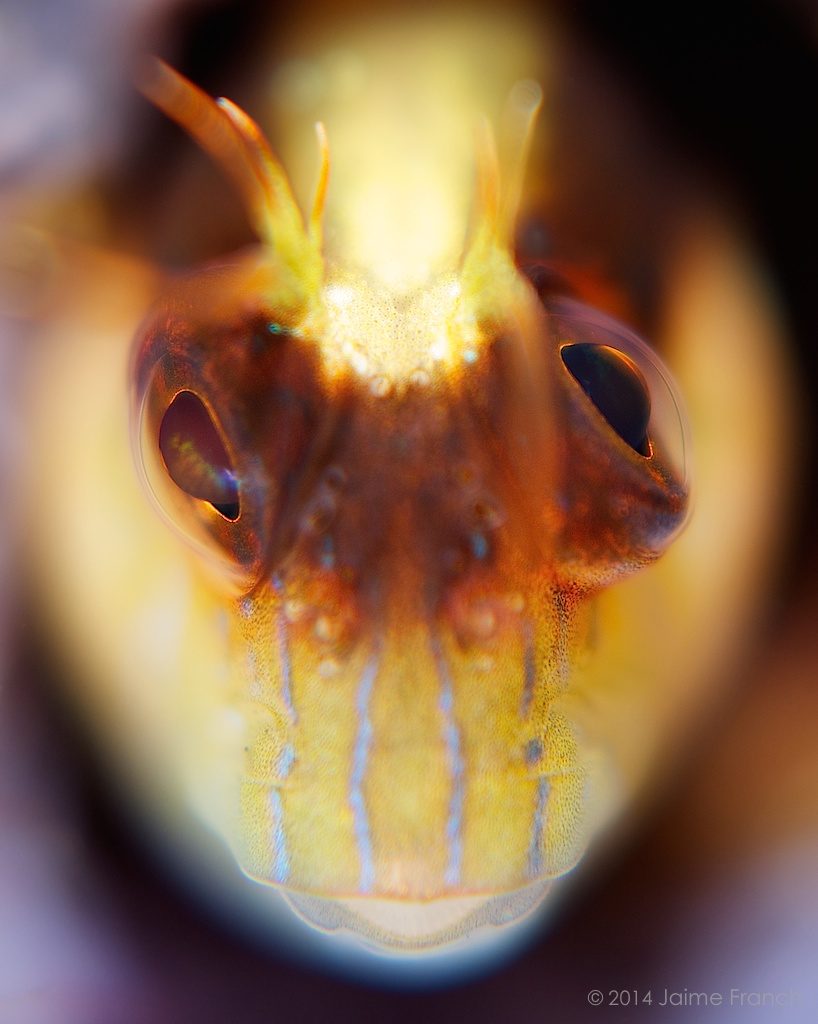 Parablennius rouxi, longstriped blenny, Babosa de banda oscura, Baleares, buceo, diving, Es Banc, Formentera, Mediterráneo, macro, portrait, fish, underwater