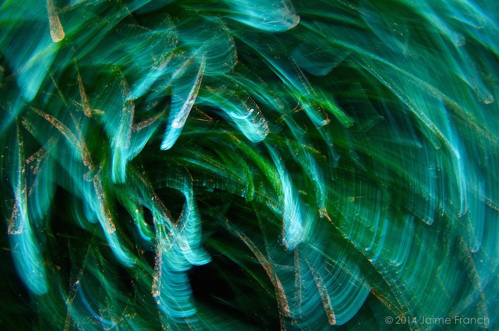 Posidonia oceanica, mediterranean tapeweed, abstract, Baleares, buceo, diving, Formentera, Mediterráneo, Parque Natural de Ses Salines de Ibiza y Formentera, underwater