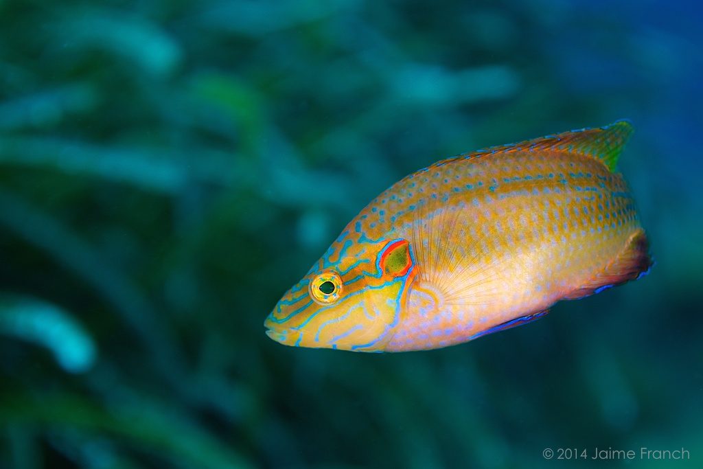 Symphodus ocellatus, ocellated wrasse, tordo ocelado, Baleares, buceo, diving, Es Banc, Formentera, Mediterráneo, underwater