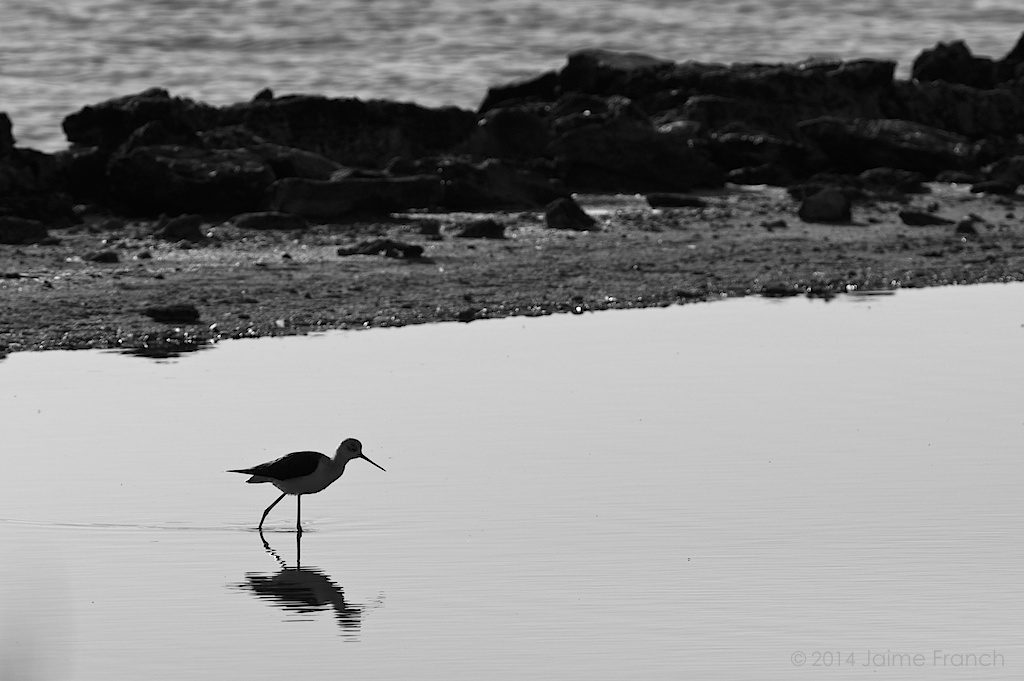 Himantopus himantopus, black-winged stilt, cigüeñuela, Baleares, Estany Pudent, Formentera, salinas