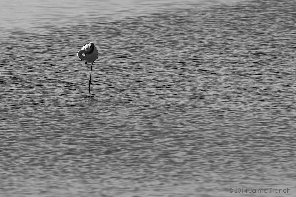 Phoenicopterus roseus, great flamingo, flamingo, Baleares, Estany Pudent, flamenco común, Formentera, salinas