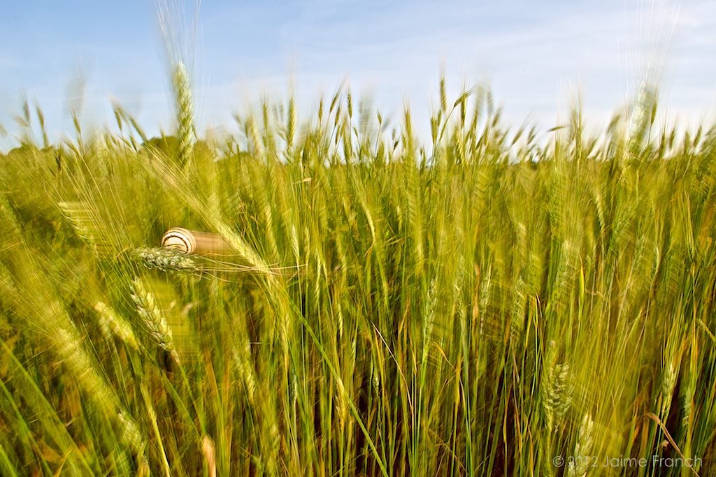 caracol, snail, Baleares, campo, cultivo, Formentera, La Mola, trigo, wheat