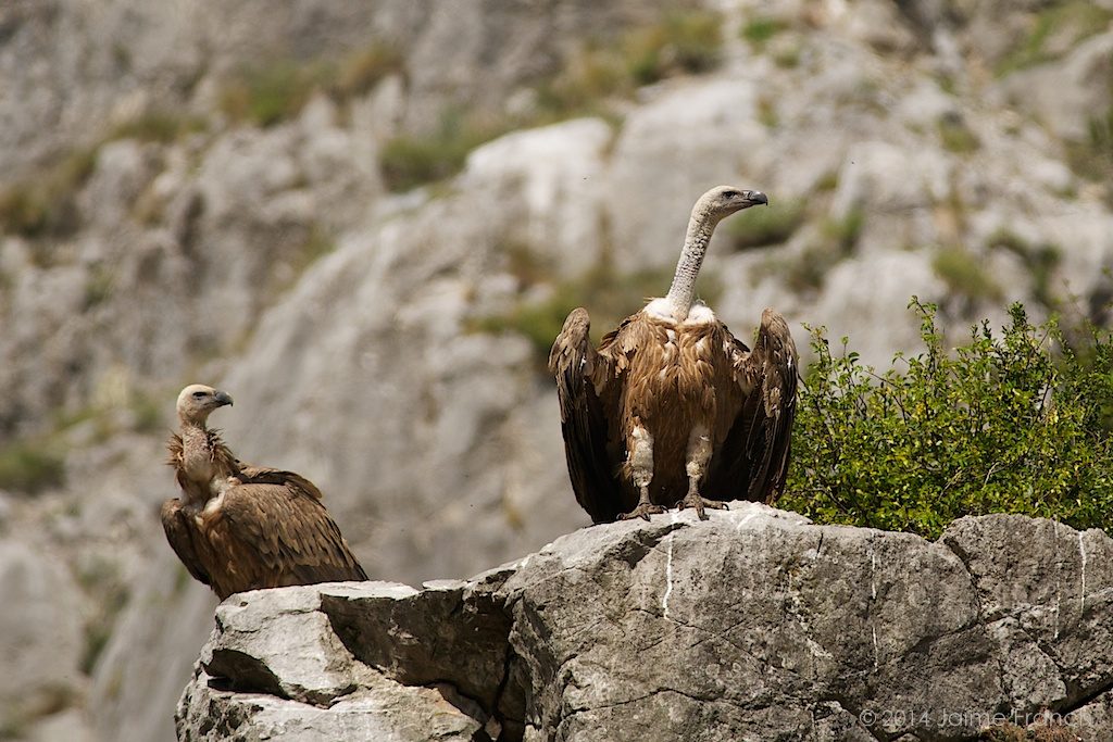 griffon vulture, buitre, buitre leonado, Chistau, Gyps fulvus, Aragón, Huesca, muladar, Pirineos, Sobrarbe, valle de Chistau