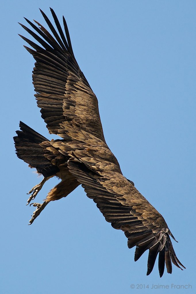 griffon vulture, buitre, buitre leonado, Gyps fulvus, Aragón, Huesca, muladar, Pirineos, Sobrarbe, valle de Chistau, wildlife